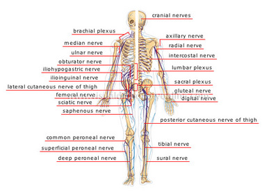 peripheral-nervous-system.jpg